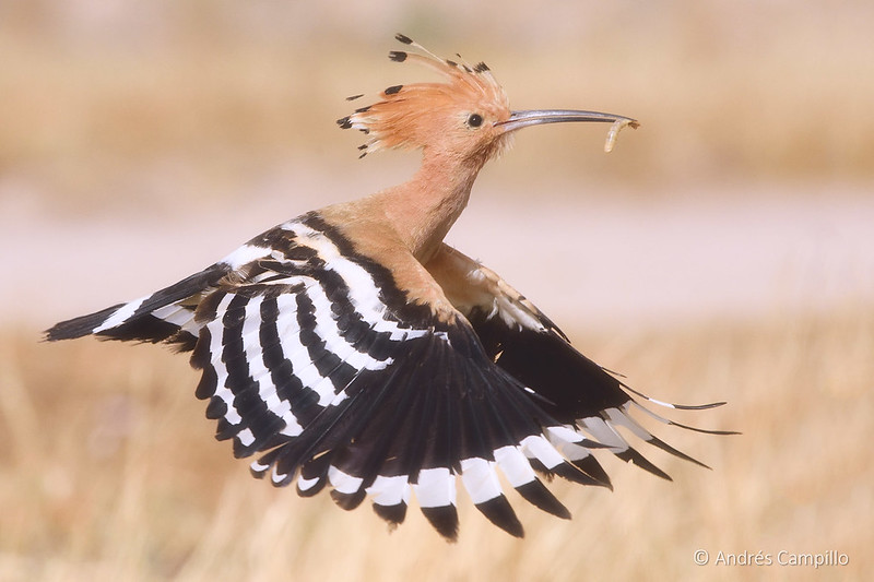 the-hoopoe-s-smelly-family-birdnote